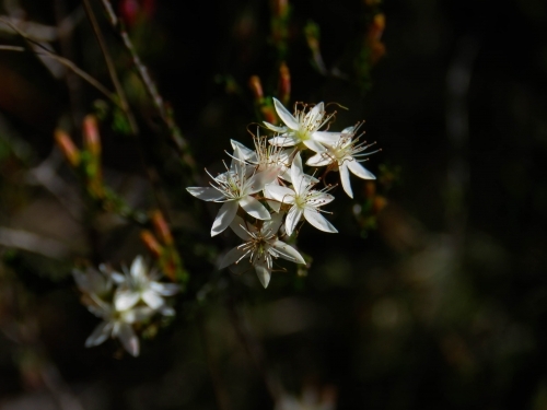 Sunlit white Calytrix tetragona flowers on a dark background - Australian Stock Image