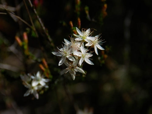 Sunlit white Calytrix tetragona flowers on a dark background