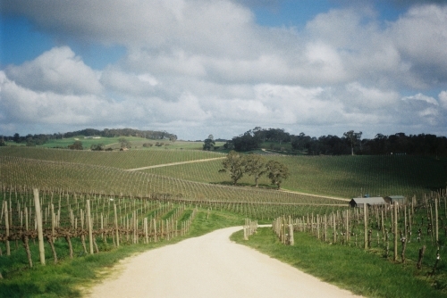 Sunny day at a winery in Adelaide Hills