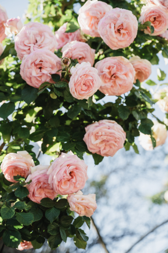 Sunny pink David Austin Roses - Australian Stock Image