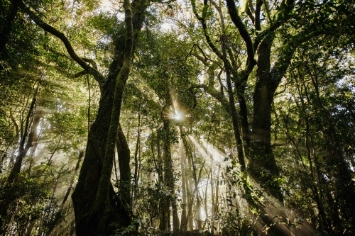 sunrays stream light through trees and foliage