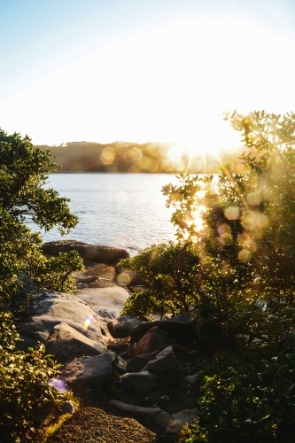 sunrise by the water with sun flare behind plants