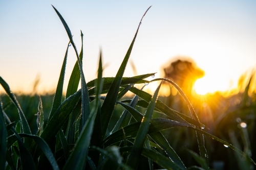 Sunrise over Mustang wheat crop - Australian Stock Image