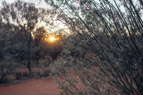 Sunrise shining through native bushland