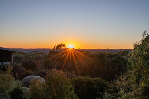 Sunrise starburst over bushland garden - Australian Stock Image