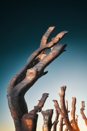 Sunrise through snowgum branches with ice and rime - Australian Stock Image