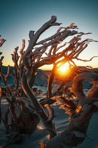 Sunrise through snowgum trees with icicles and rime - Australian Stock Image