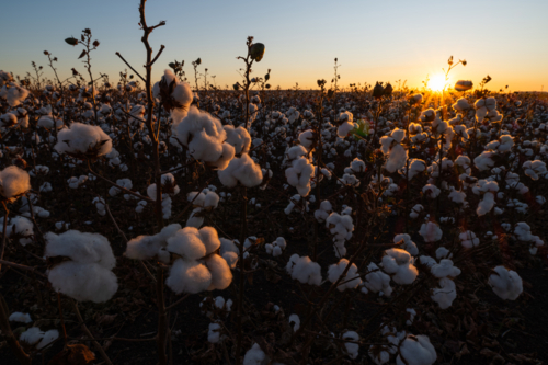 Sunrise through the cotton harvest field on farm - Australian Stock Image