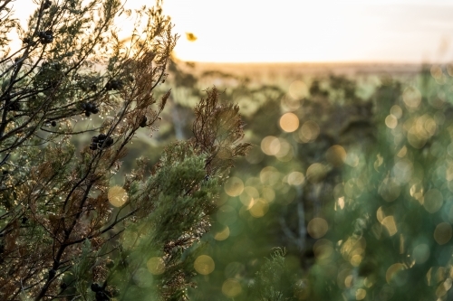 Sunrise through the undergrowth and trees, Mount Arapiles - Australian Stock Image