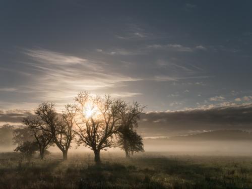Sunrise through trees and mist - Australian Stock Image