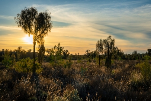 Sunset behind a desert oak in Central Australia - Australian Stock Image