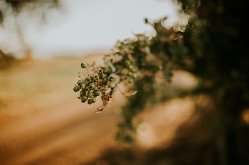 Sunset with tree - Australian Stock Image