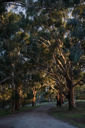 Sunset in local park - Australian Stock Image