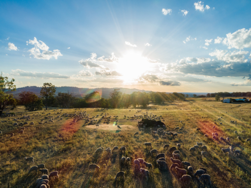 Sunset light flare over paddock of grazing sheep mob on farm in Australian Northern Tablelands - Australian Stock Image