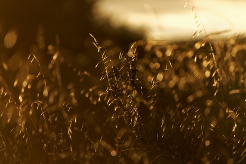 Sunset light on grass seed heads close up after the storm - Australian Stock Image