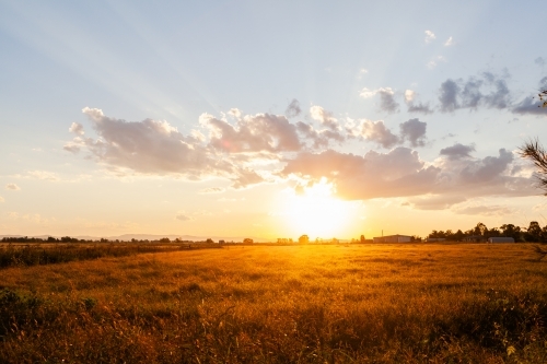 Sunset light over golden grass in farm paddock - Australian Stock Image