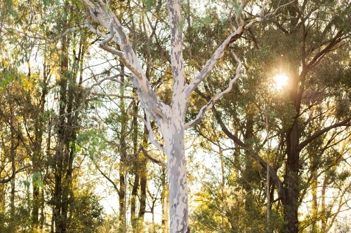 Sunset light through bushland and large spotted gum tree - Australian Stock Image