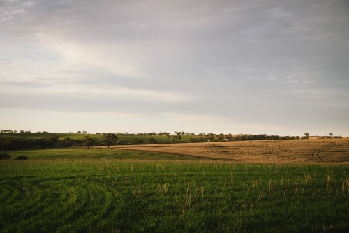 Sunset on a cereal crop in the Avon Valley in Western Australia - Australian Stock Image