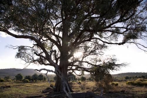 Sunset on a farm through a tree - Australian Stock Image
