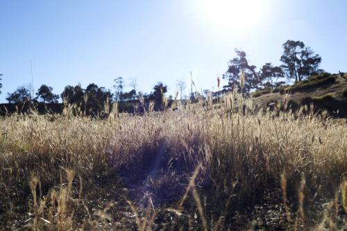 Sunset on the farm looking through brown grass - Australian Stock Image