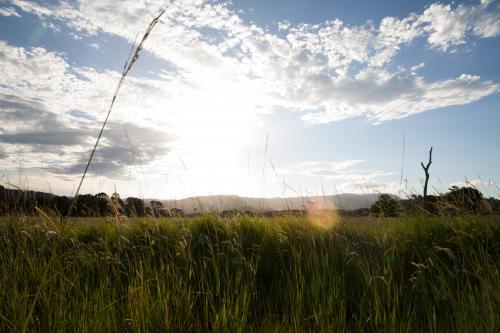 Sunset over a grass field - Australian Stock Image