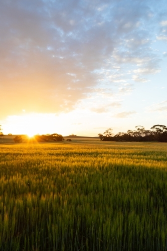 sunset over barley crop in the wheatbelt - Australian Stock Image