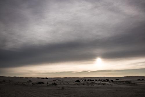 Sunset over Camels walking on beach near Port Stephens - Australian Stock Image