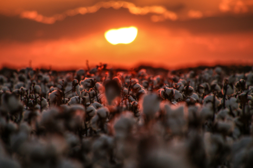 Sunset over cotton crop - Australian Stock Image