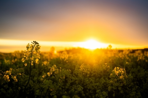 Sunset over flowering canola crop - Australian Stock Image