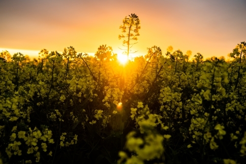 Sunset over flowering canola crop - Australian Stock Image