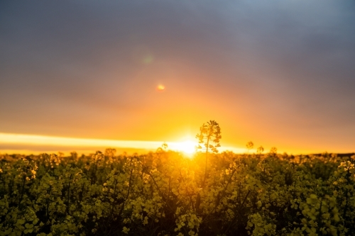 Sunset over flowering canola crop - Australian Stock Image