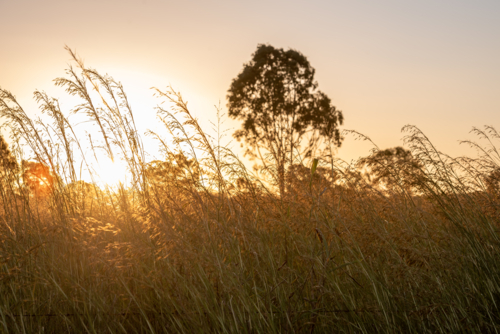 Sunset over tall grass in a rural field - Australian Stock Image