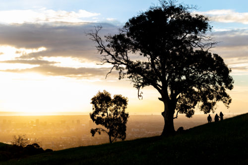 Sunset Silhouettes on Hill Overlooking Adelaide from Mount Osmond, South Australia - Australian Stock Image