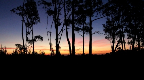 Sunset through the forest - Australian Stock Image