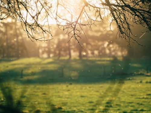 Sunset through the trees - Australian Stock Image
