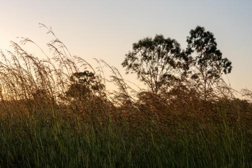 Sunset View with tall grass - Australian Stock Image