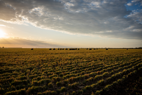 Sunset with cows in a field in southwest Queensland - Australian Stock Image