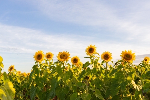 Sunshine and sunflower crop in paddock row of tall flowers - Australian Stock Image
