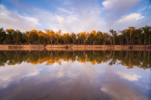 Sunshine on gum trees on a river bank reflected in the Murray River.
