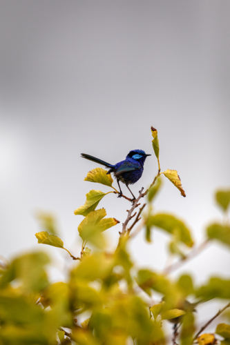Superb fairywren perched on the top of a leafy branch - Australian Stock Image