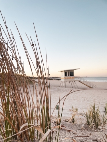 Surf life saving tower on beach with coastal flora in foreground in soft morning light - Australian Stock Image