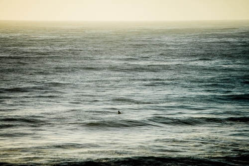 Surfer patiently awaiting a wave