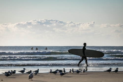 Surfer with board and Seagulls on the beach - Australian Stock Image