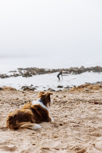 Surfers Dog Awaiting His Return