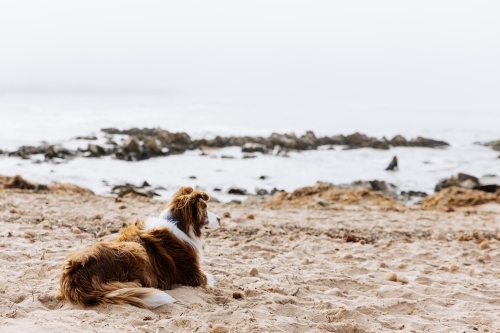Surfers Dog awaiting his return - Australian Stock Image