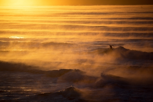 Surfing at dawn in golden light