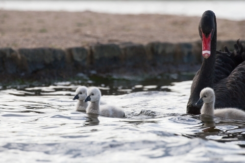 Swan and cygnets paddling on a lake - Australian Stock Image