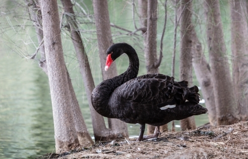 Swan near trees and lake in Perth - Australian Stock Image