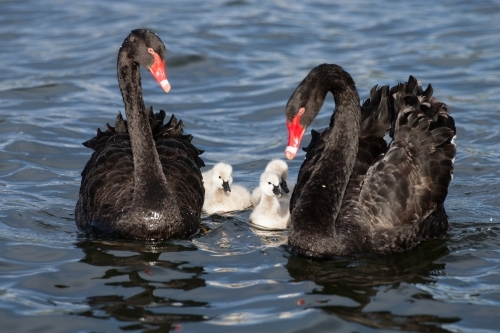Swans and cygnets on a lake - Australian Stock Image