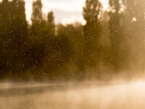 Swarm of insects over a dam at sunrise - Australian Stock Image
